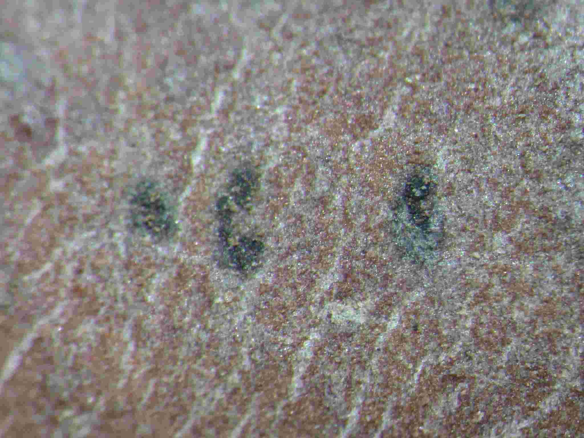 [Mycoporum sparsellum]